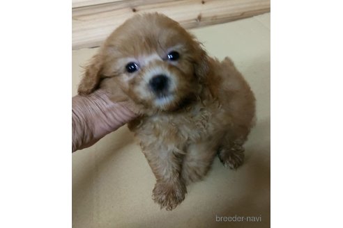 成約済の岐阜県のミックス犬-263542の1枚目