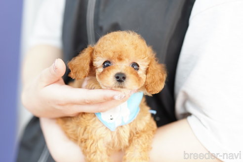 成約済の埼玉県のトイプードル-263547の4枚目