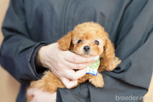 成約済の埼玉県のトイプードル-263547の3枚目