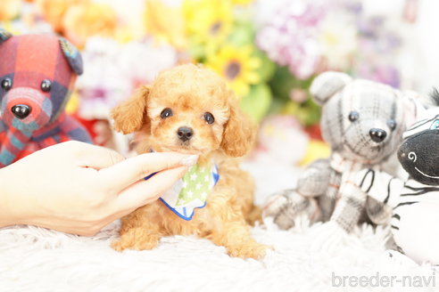 成約済の埼玉県のトイプードル-263547の2枚目