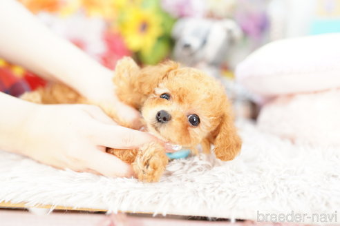 成約済の埼玉県のトイプードル-263547