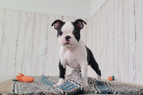 成約済の京都府のボストンテリア-254053