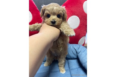 成約済の山形県のマルプー:マルチーズ×トイプードル-257499の3枚目