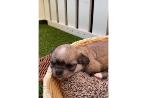 成約済の福岡県のミックス犬-263592の5枚目