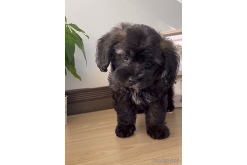 成約済の福岡県のミックス犬-263604の2枚目