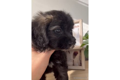 成約済の福岡県のミックス犬-263604の3枚目