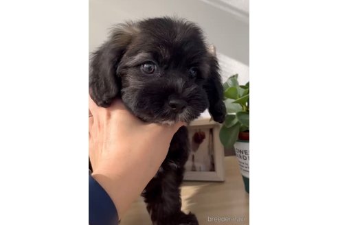 成約済の福岡県のミックス犬-263604の4枚目