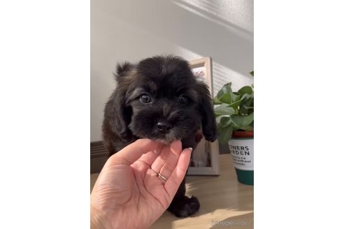 成約済の福岡県のミックス犬-263604の5枚目