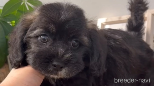 成約済の福岡県のミックス犬-263604