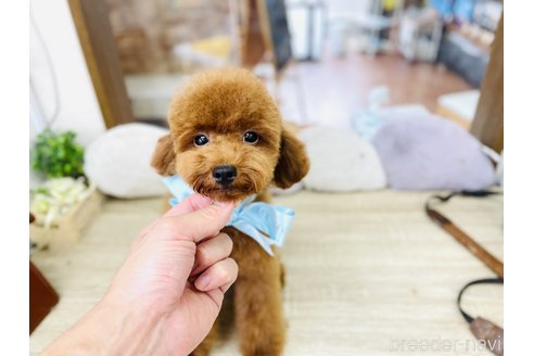 成約済の大阪府のタイニープードル-256135の1枚目