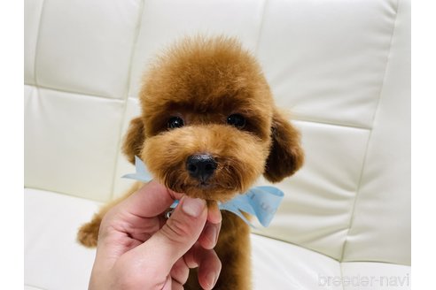 成約済の大阪府のタイニープードル-256135の2枚目