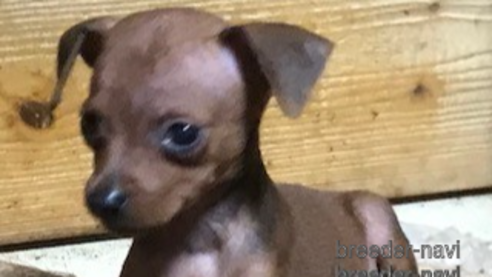 成約済の埼玉県のミニチュアピンシャー(ミニピン)-254669の15枚目