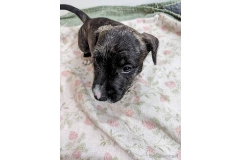 成約済の愛知県のミックス犬-258823の1枚目