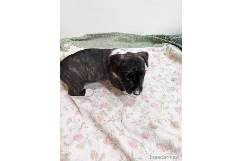 成約済の愛知県のミックス犬-258823の2枚目