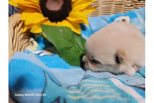 成約済の千葉県のポメラニアン-260972の12枚目