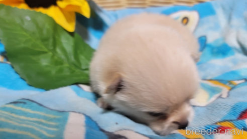 成約済の千葉県のポメラニアン-260972の11枚目