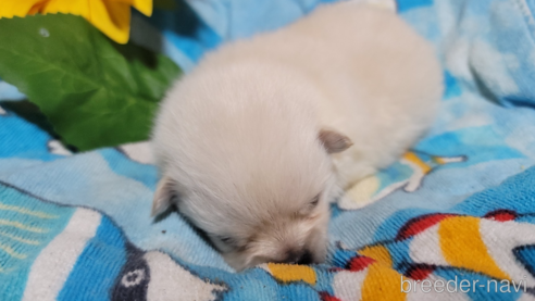 成約済の千葉県のポメラニアン-260974の4枚目