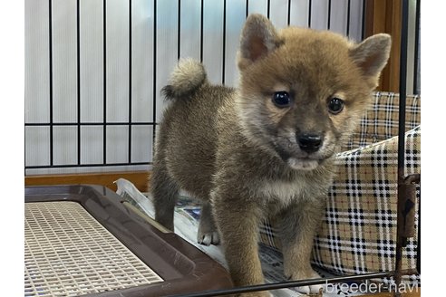 成約済の岡山県の柴犬-261889の1枚目