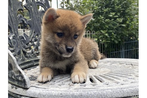 成約済の岡山県の柴犬-261889の5枚目