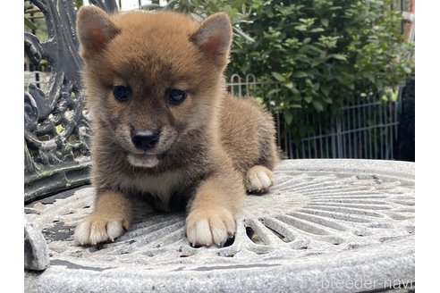 成約済の岡山県の柴犬-261889の4枚目