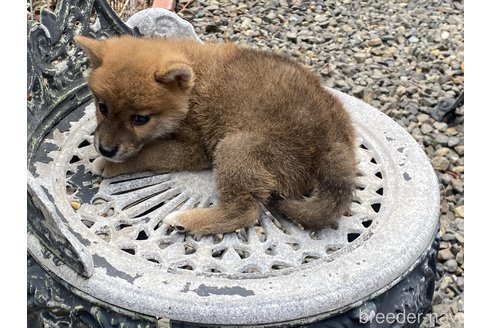 成約済の岡山県の柴犬-261889の3枚目