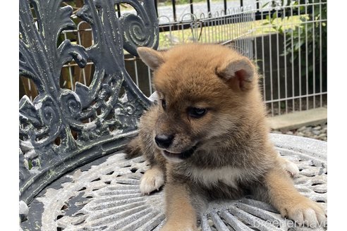 成約済の岡山県の柴犬-261889の2枚目