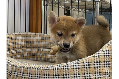 成約済の岡山県の柴犬-261894の1枚目