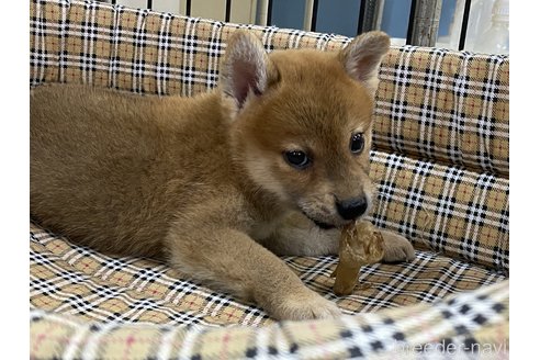 成約済の岡山県の柴犬-261894の5枚目