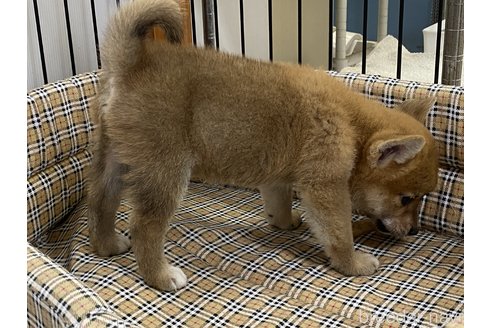 成約済の岡山県の柴犬-261894の4枚目