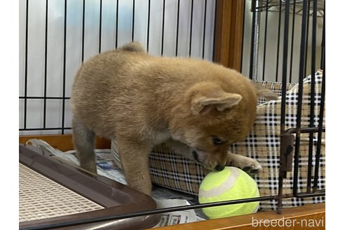 成約済の岡山県の柴犬-261894の2枚目