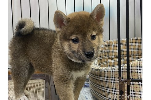 成約済の岡山県の柴犬-261893の1枚目