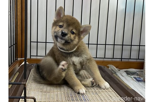 成約済の岡山県の柴犬-261893の5枚目