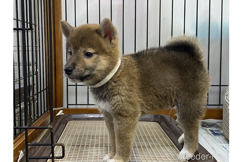 成約済の岡山県の柴犬-261893の4枚目