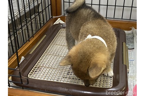 成約済の岡山県の柴犬-261893の3枚目