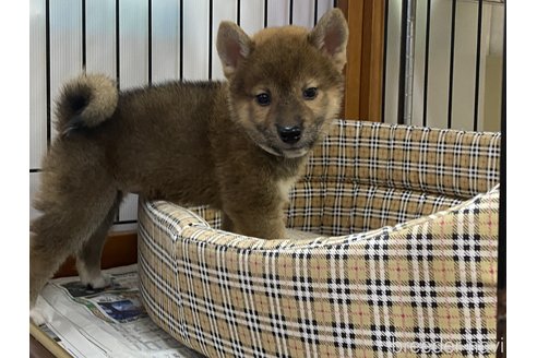 成約済の岡山県の柴犬-261893の2枚目