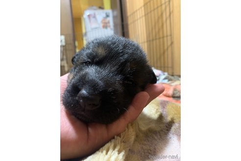 成約済の福岡県のジャーマンシェパードドッグ-263711の5枚目