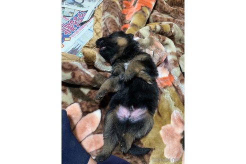 成約済の福岡県のジャーマンシェパードドッグ-263711の2枚目