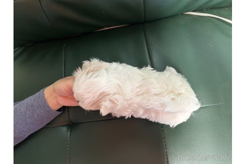 成約済の佐賀県のマルチーズ-263717の2枚目