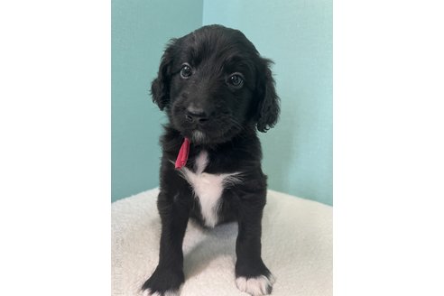 成約済の徳島県のミックス犬-259876の1枚目