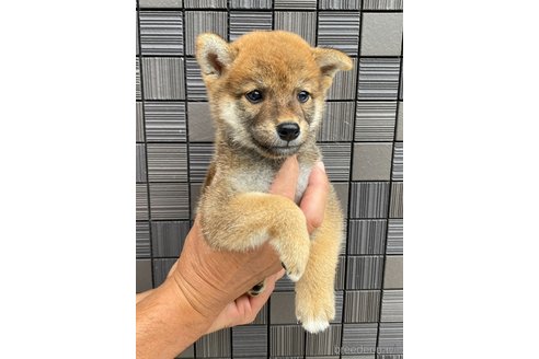 成約済の愛媛県の豆柴-263892の1枚目