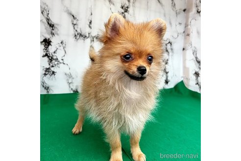 成約済の茨城県のポメラニアン-251770の30枚目