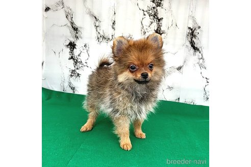 成約済の茨城県のポメラニアン-251766の30枚目