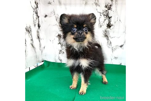 □あさひさま専用ブラックタンポメラニアンちゃん2体オーダー