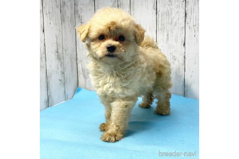 成約済の茨城県のミックス犬-261643の65枚目