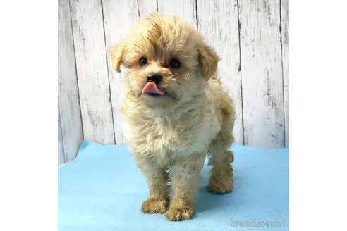 成約済の茨城県のミックス犬-261643の64枚目