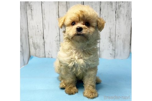 成約済の茨城県のミックス犬-261643の63枚目