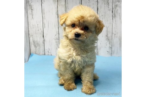 成約済の茨城県のミックス犬-261643の62枚目
