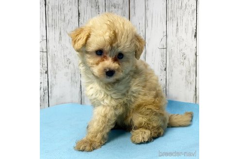 成約済の茨城県のミックス犬-261643の61枚目