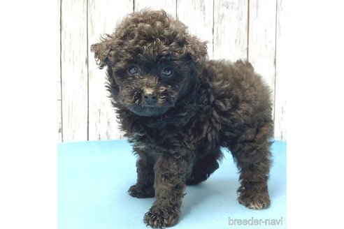 成約済の茨城県のミックス犬-261641の71枚目
