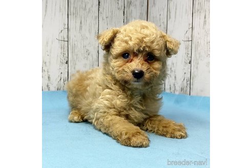 成約済の茨城県のミックス犬-261638の46枚目